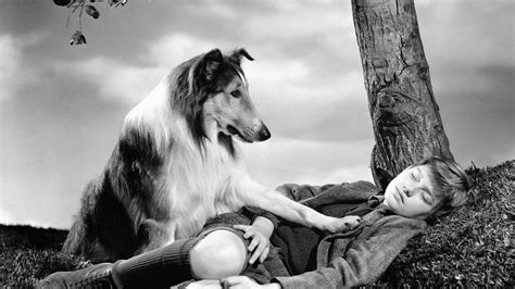 The magical essence of lassie